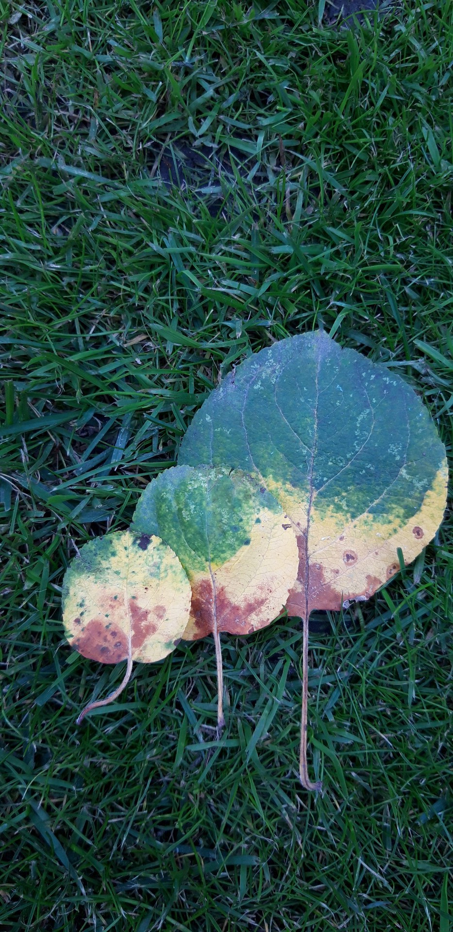 The beauty of autumn