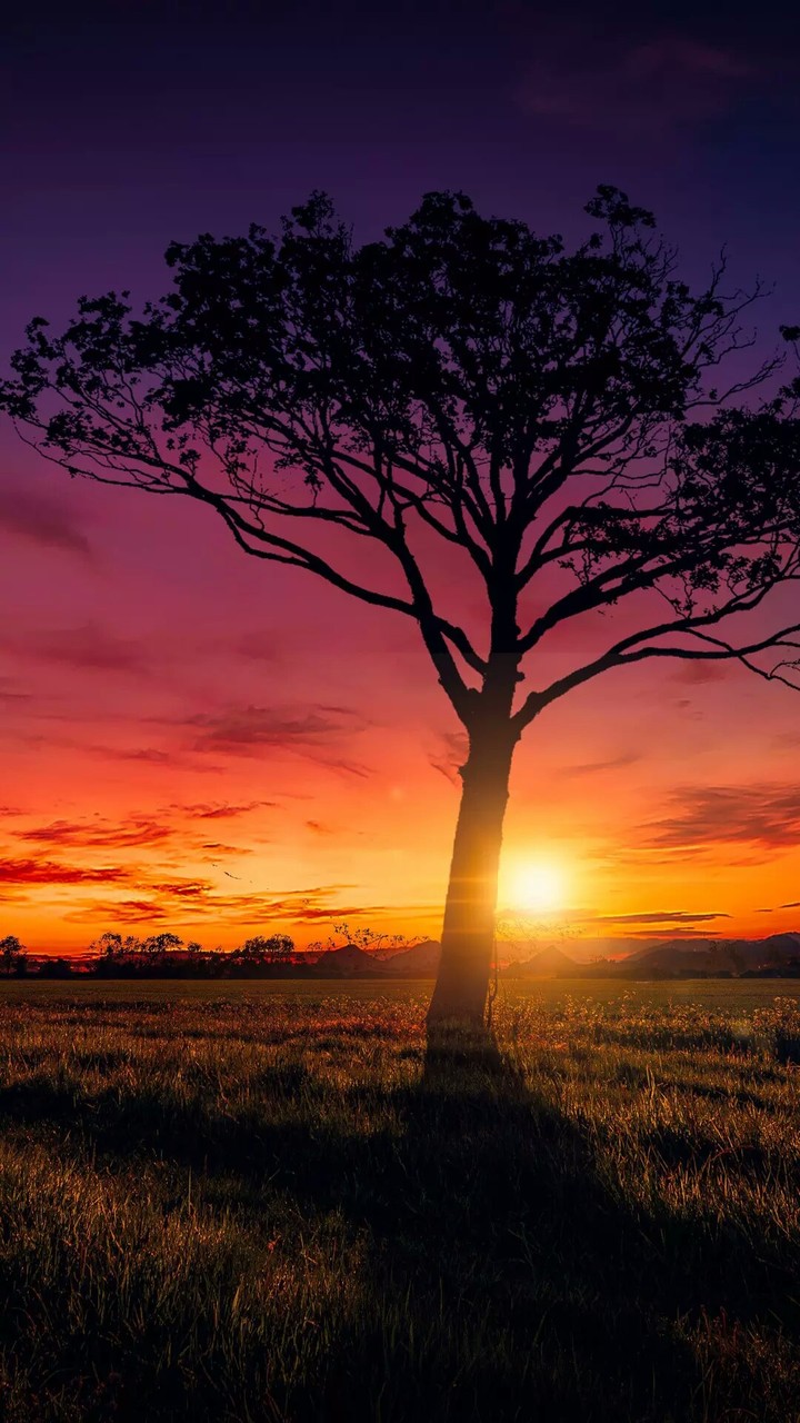 A tree_colourful sky