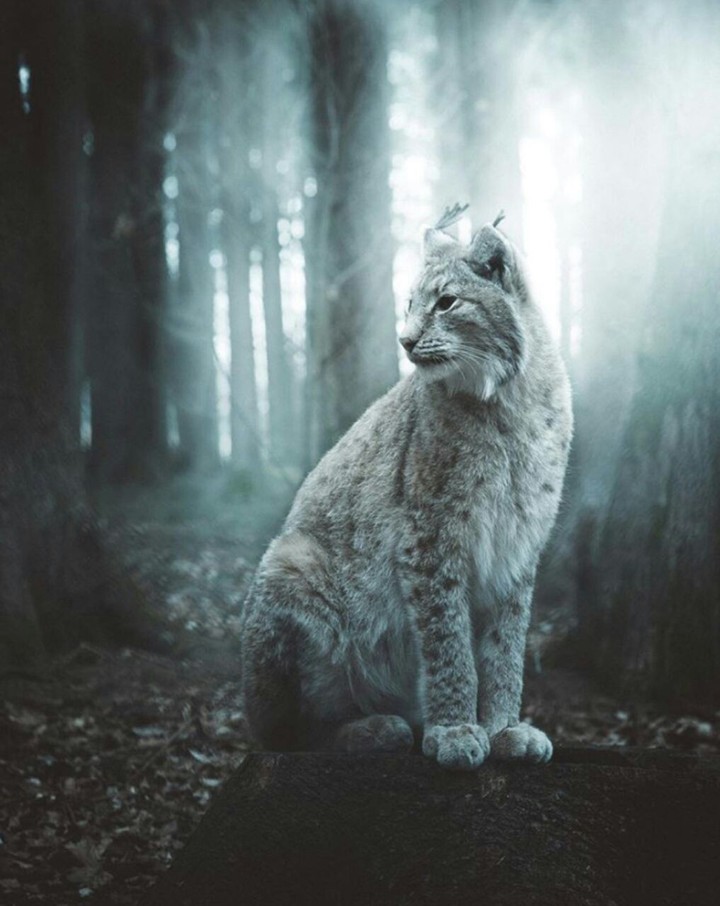 cat