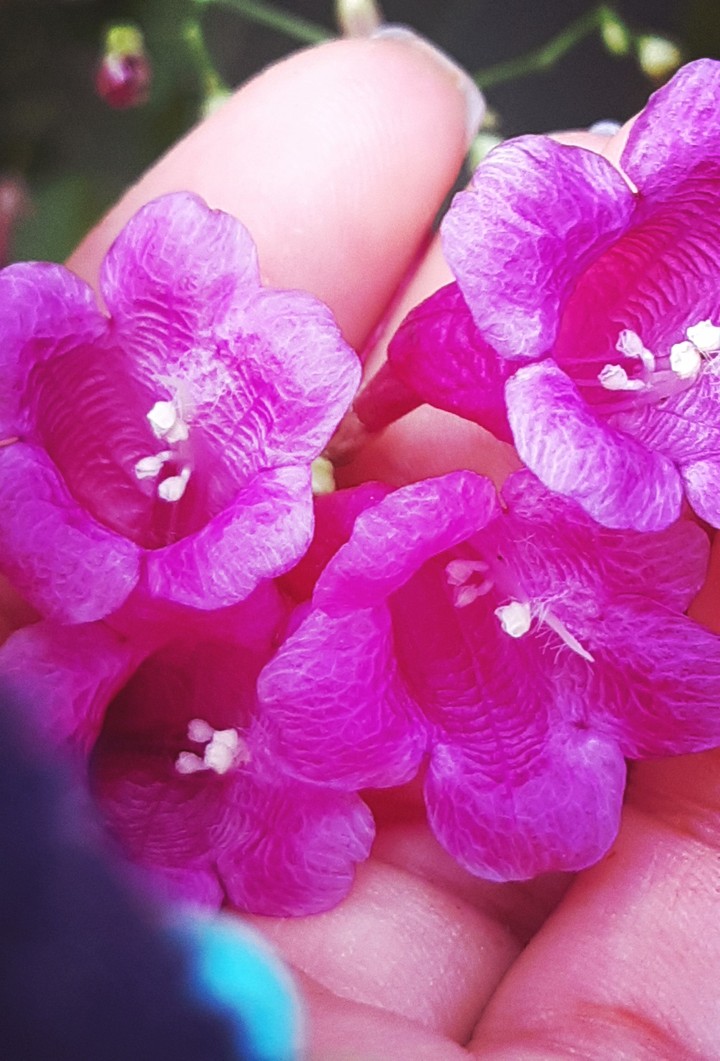 flores