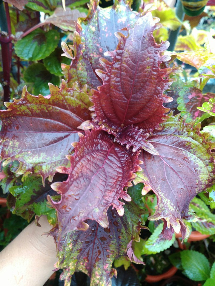 coleus