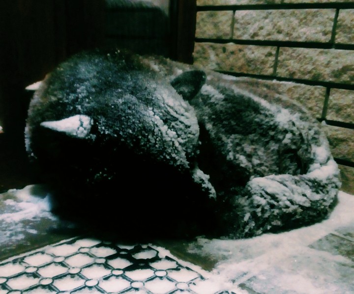 dog