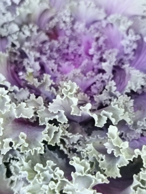 petal, purple वॉलपेपर