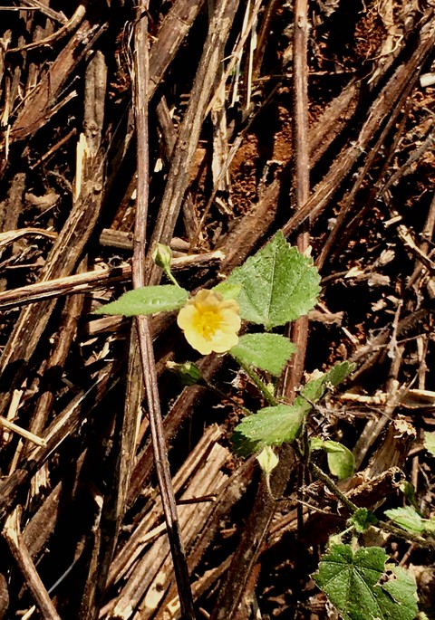 Wild Flower