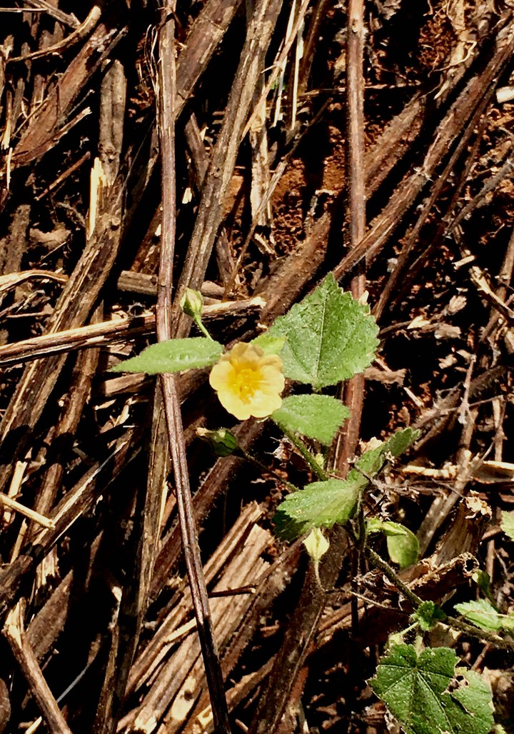 Wild Flower