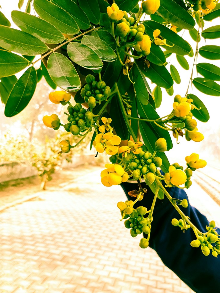 YELLOW FLOWER