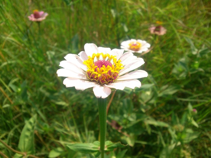 Whait flower
