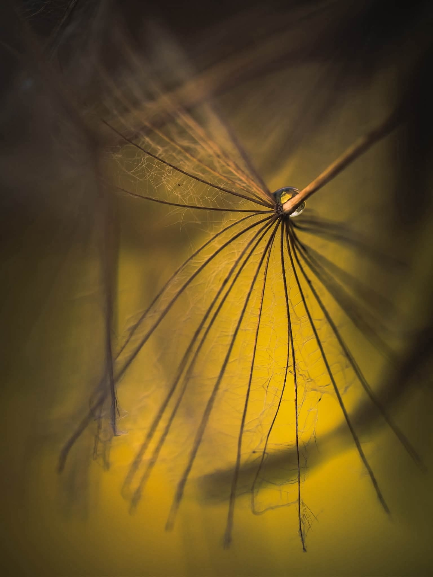 tapety Yellow, closeup