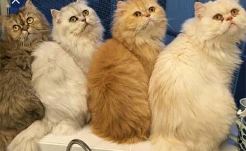 Смішні котики