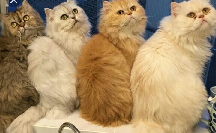 Смішні котики