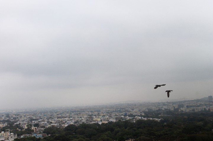 birds