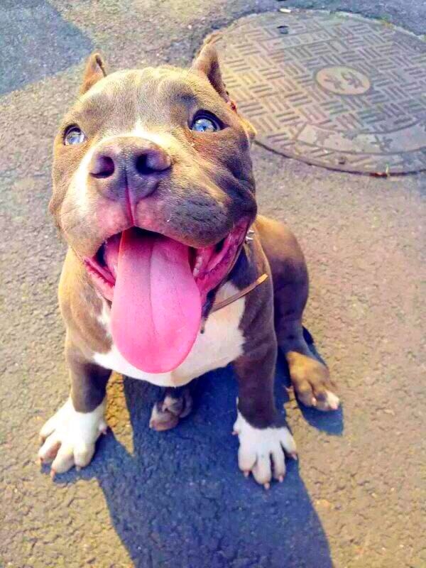 dog i love ❤️❤️