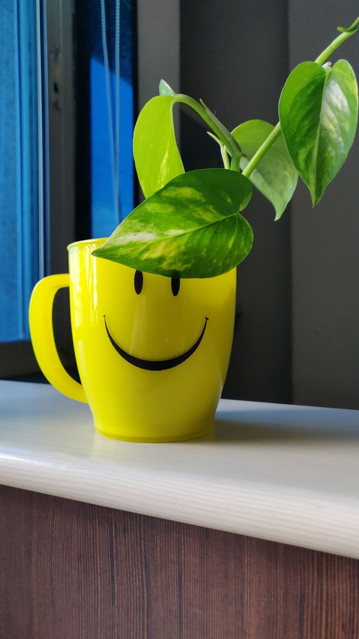 Happy