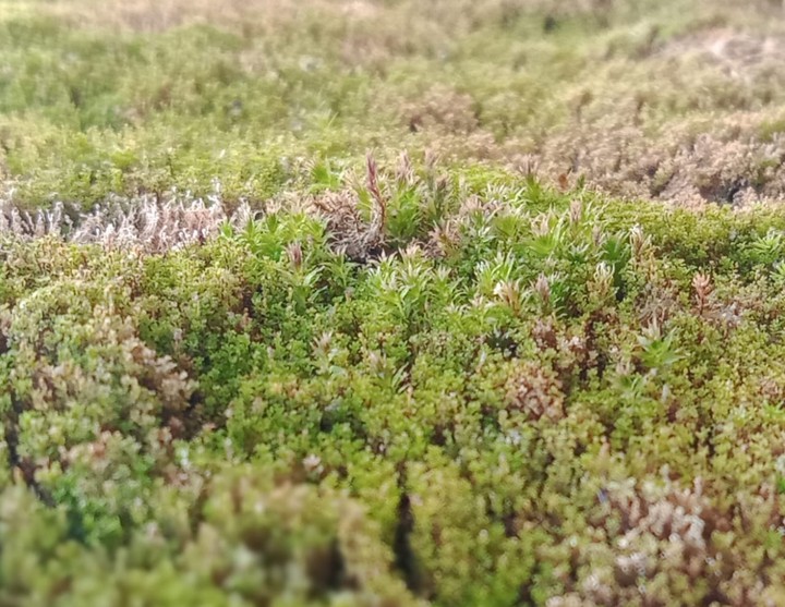 elgi