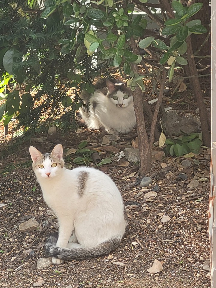 cats in the forest