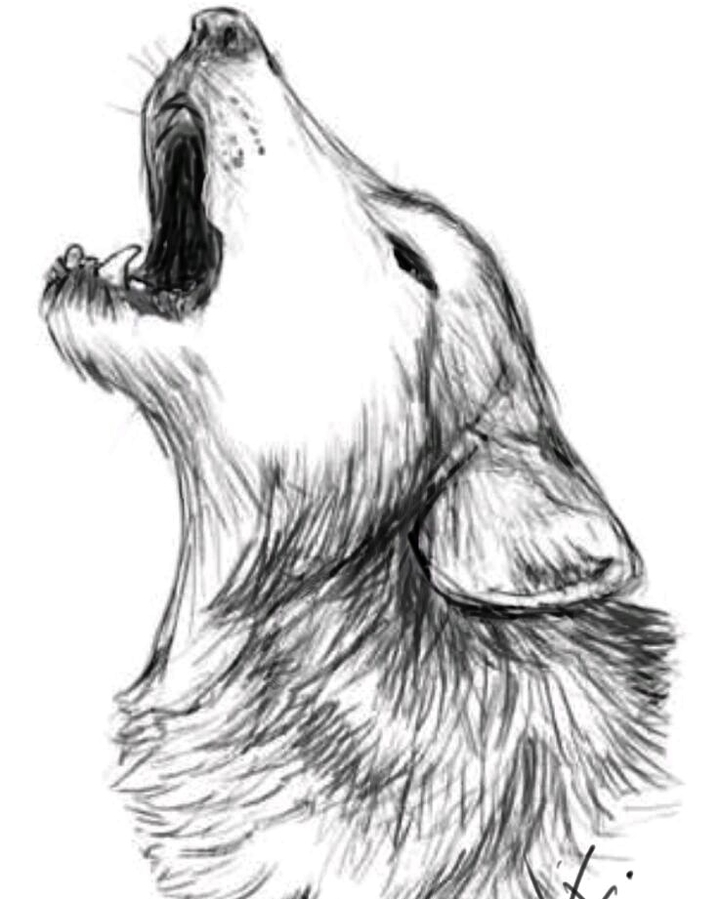 wolf