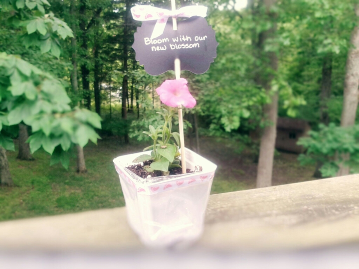 Blossoming Pansy