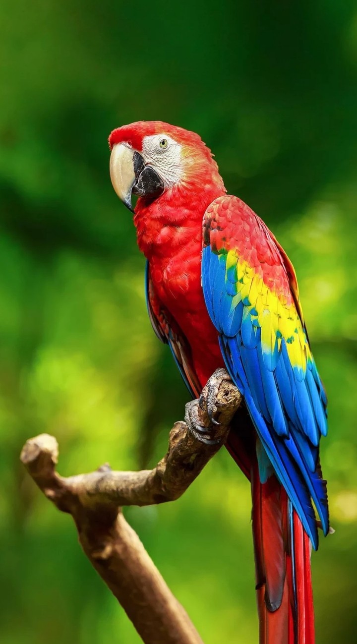 Bird life