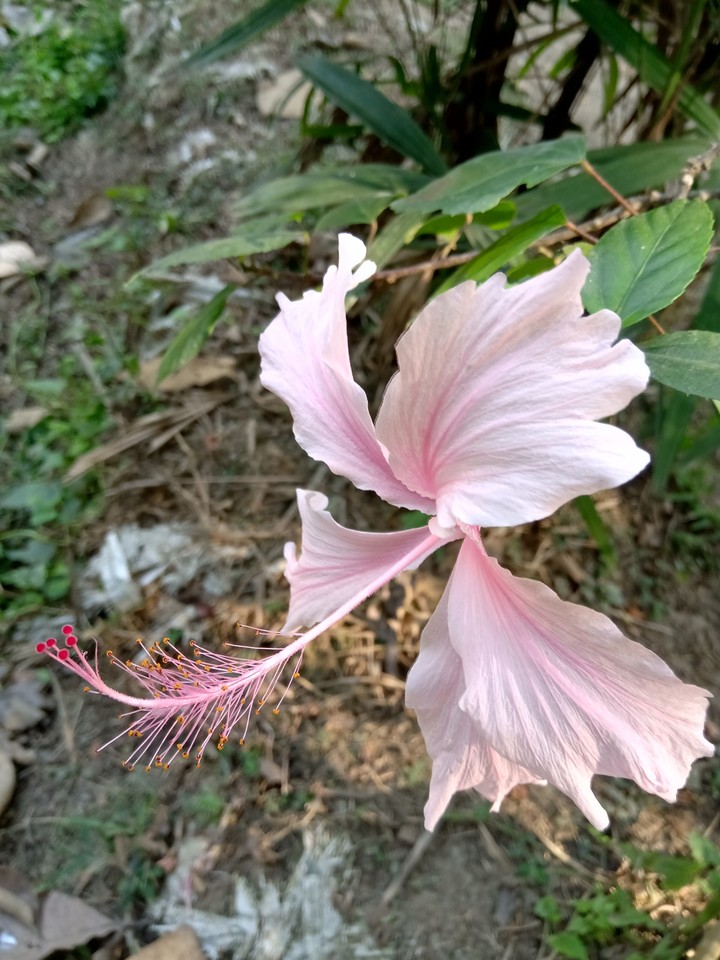 pInK fLoWeR