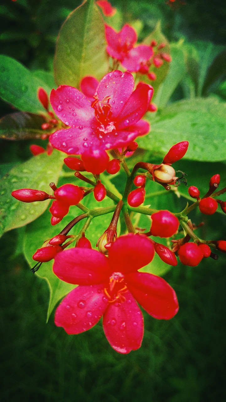 Flower photography