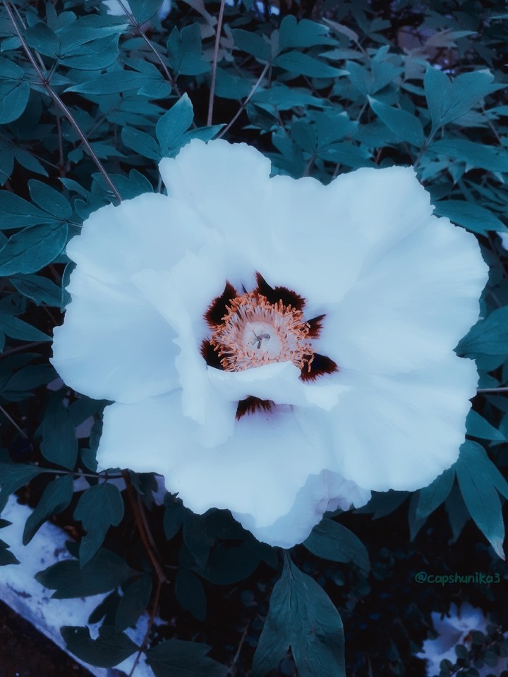 Vintage flower