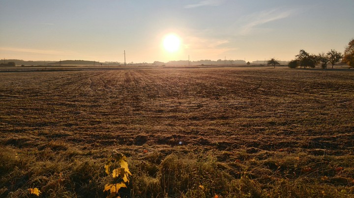 Sun and field