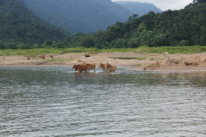 River and Cow