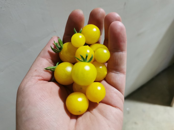 Yellow tomatoes