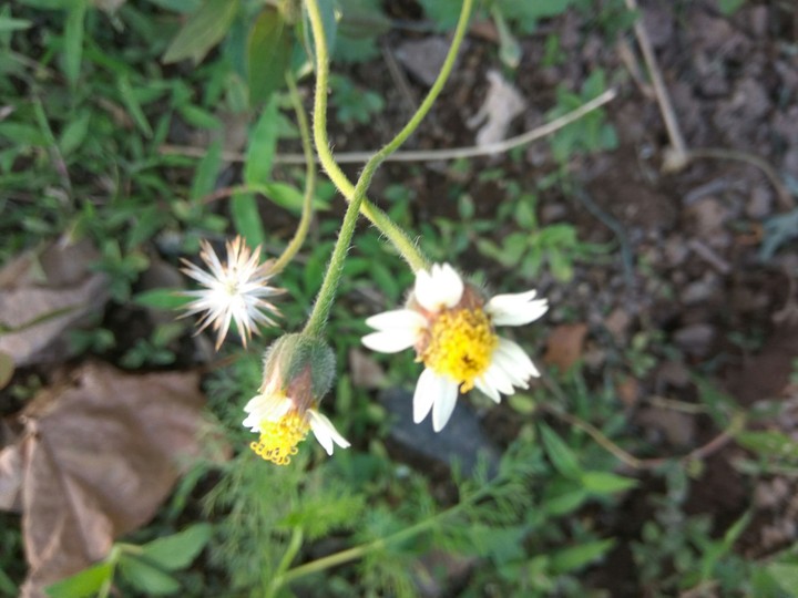 flowers