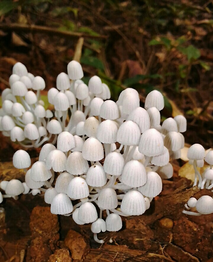 Mushroom