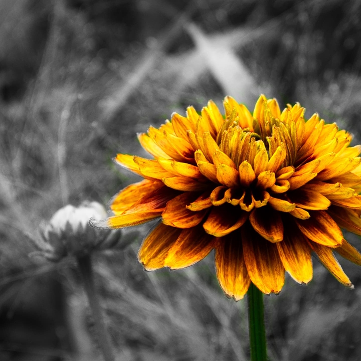 The yellow Flower of Jimmi Hendrix and a Chocklade  Bar