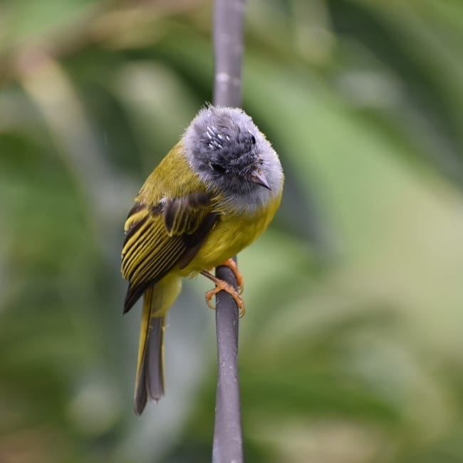 Yellow bird