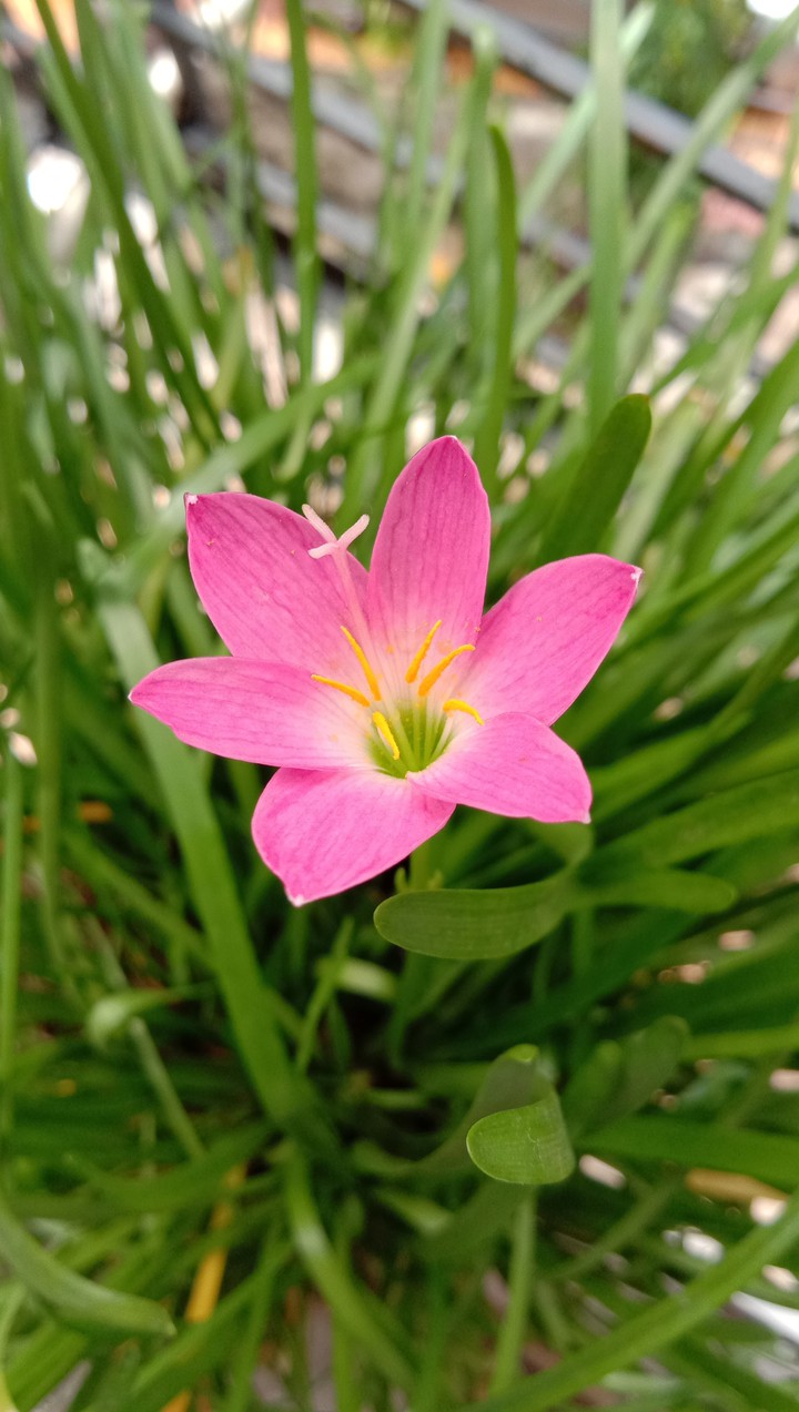 blooming mansoon