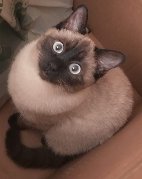 Gatta siamese