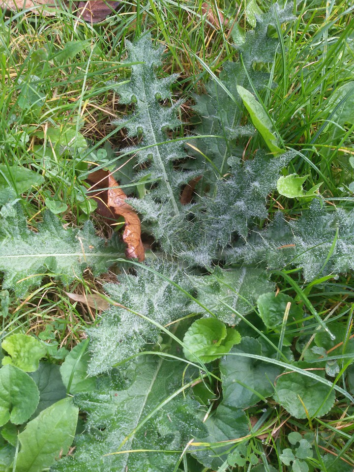 Wiesendistel