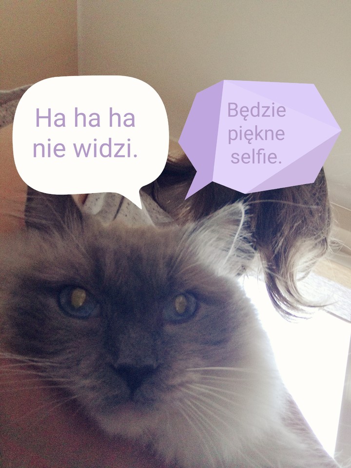 Selfie kota.