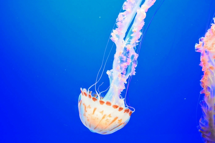 Pink Jellyfish