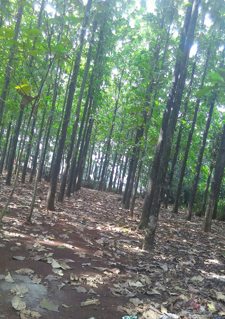 forest