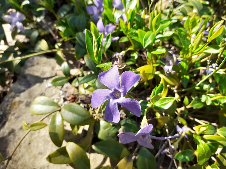 blume