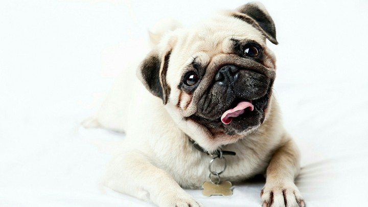 cute dog