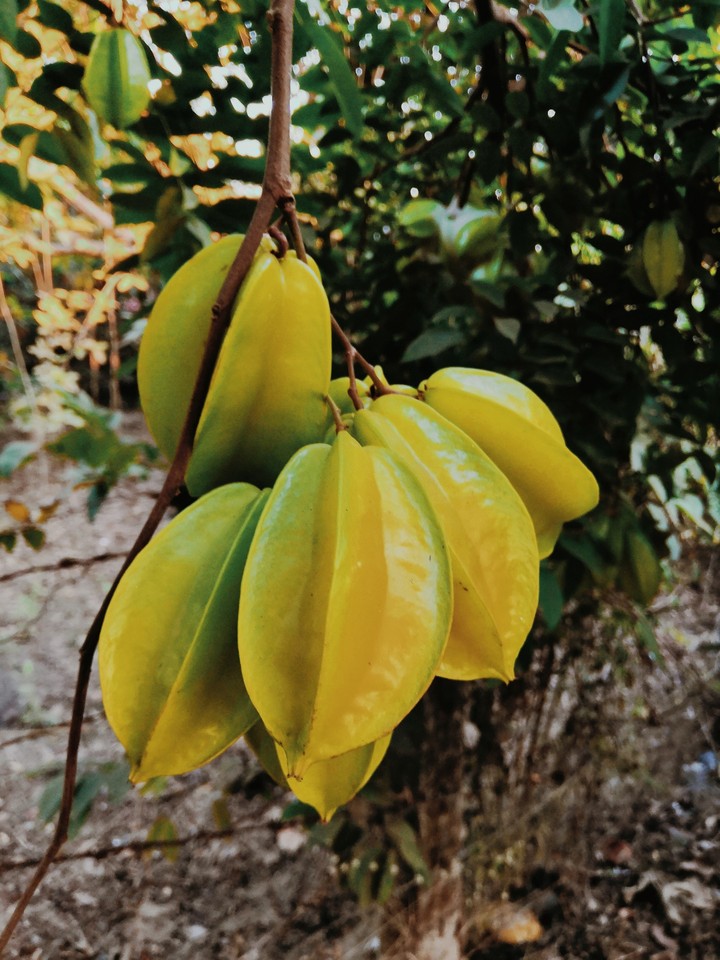 star fruit by its uniqueness