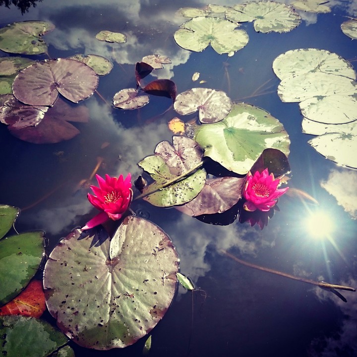 Waterflowers