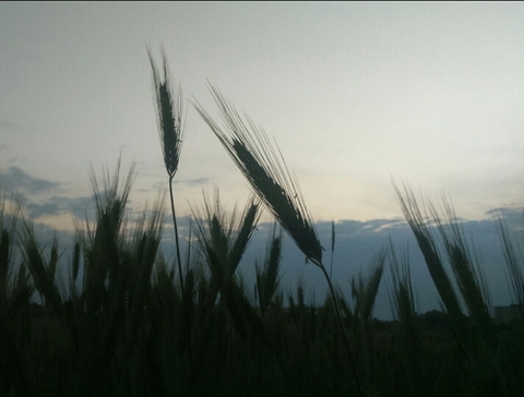 гарно