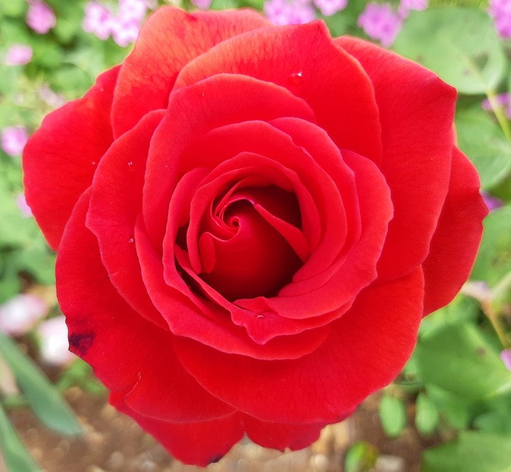 red rose