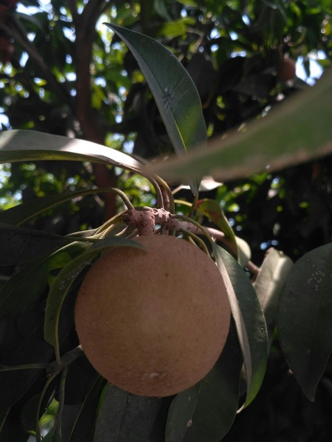 Fruit