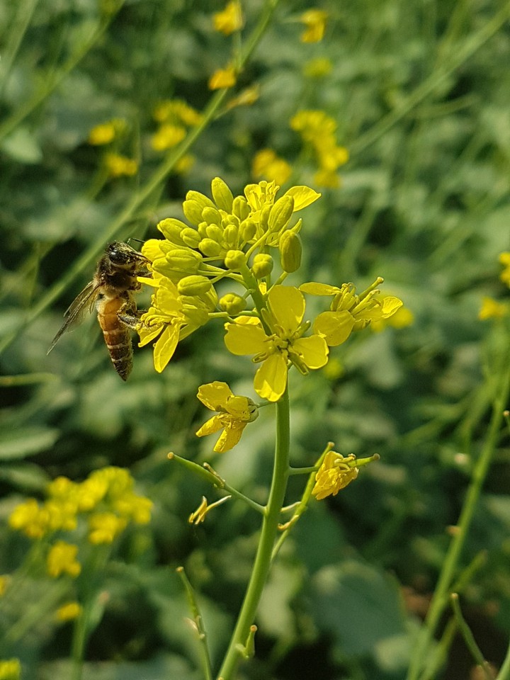 Honeybee on Mustard Flower