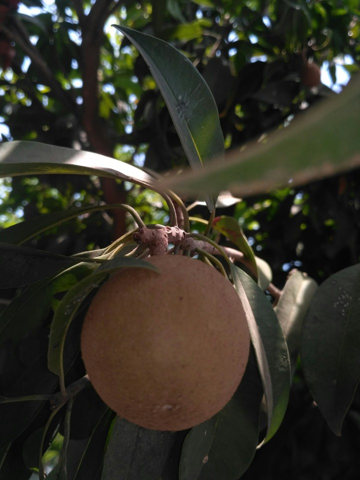 Fruit