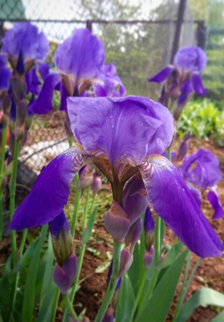 iris