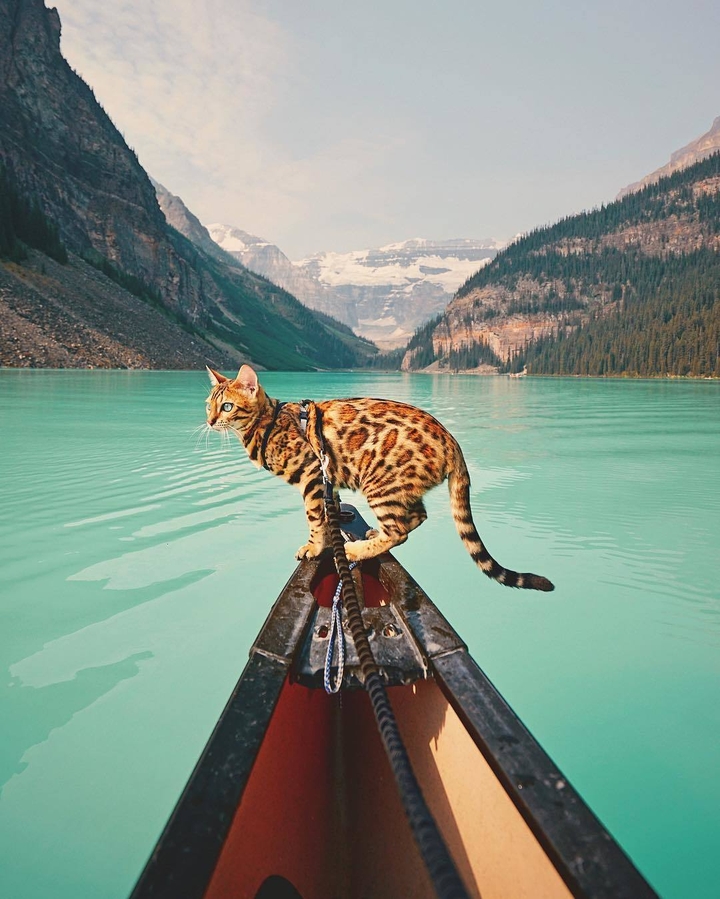 Cat in nature
