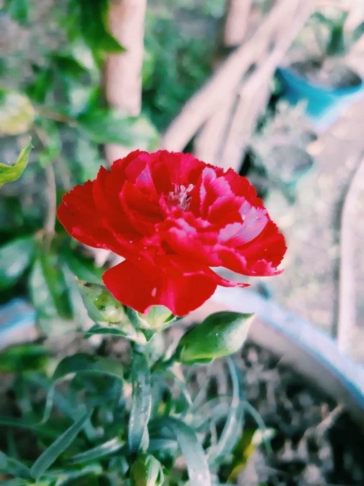 my garden flowers